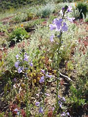 linaria canadensis